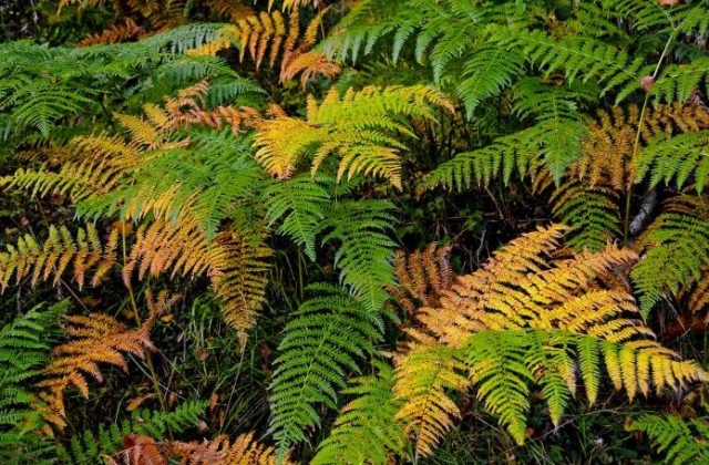Bosque de helechos
